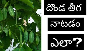 దొండ తీగ నాటడం ఎలా| How to plant donda chettu