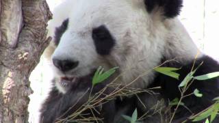 王子動物園　パンダの昼食 昼寝のシロクマ 2010.1.30　vol 1