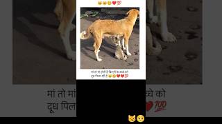 मां तो मां होती है बिल्ली के बच्चे को दूध पिला रही है एनिमल लवर #short #shorts #viral#shortsfeed 🦮😼