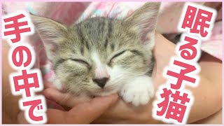 手の中で気持ちよさそうに眠る子猫！【保護猫のキキとオト】