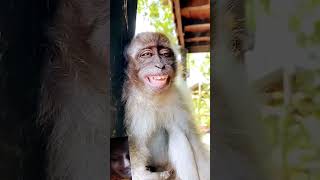 Funny 🤣🤣 #monkey #monkeysmile #funny #bandar #animals #funnymonkey #comedy #monkeyfunnysmilevideo