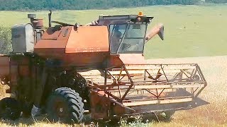 Уборка слабоурожайной пшеницы Не делайте так! Комбайн Нива СК-5