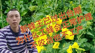 新蜂王已过出台期，为什么工蜂不咬王台，还正常护理也不工产