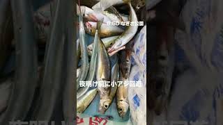 暗い内が肝！【泉大津朝リアル】　fishingmax泉大津店