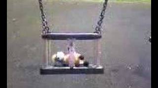 Gremlin TV - Charlie's Swing