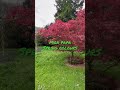 Japanese maple trees, how to select, water, feed and protect them from sun / wind! 7 May 2023