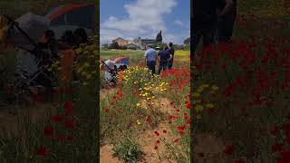 Amazing Poppy Flowers Garden in Israel / @sanjovlogs2020 /#shorts #shortvideo / #nature #poppy