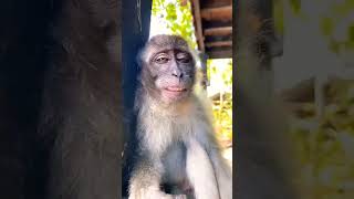 monkeys funny moments 🤣🤣🤣 🚀🚀🚀