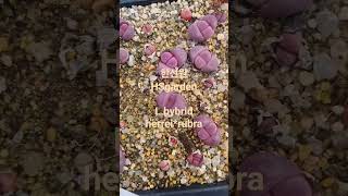 [한선원] 리톱스 herrei*rubra #리톱스 #lithops #코노피튬 #conophytum