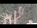 cooper s hawk in the backyard toronto canada