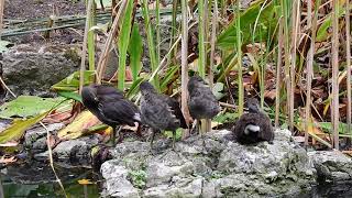 Young Moorhens in the Dell