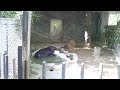 コビトカバの水遊び　上野動物園にて　a pygmy hippopotamus is playing in his water pool.