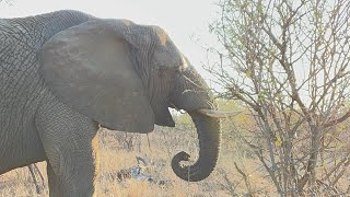 Phabeni’s Surrogate Mother, Setombe is in Elephant Mourning ✨