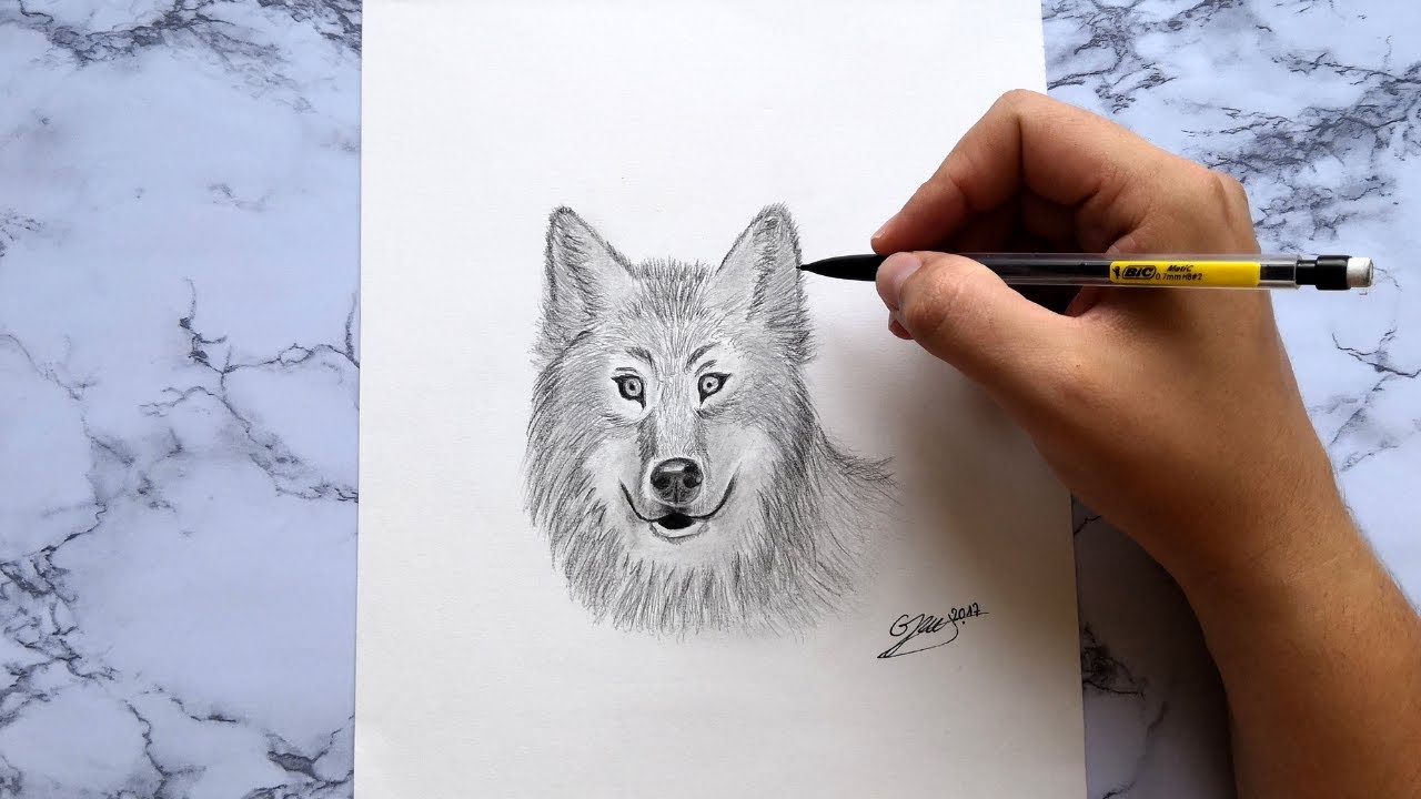 Comment Dessiner Un Loup Facilement - How To Draw A Wolf Easy - YouTube