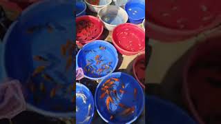 Galiff Street Pet Market Live Video 2025 Kolkata Latest Update | Aquarium fish price update