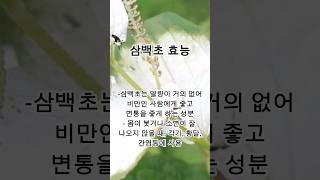 꽃, 뿌리, 줄기가 모두 #흰색이라 #삼백초 #약초로 활용