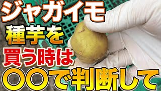 【ポイントです】ジャガイモの種芋を買う際３つの〇〇に注意して選んでください