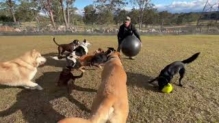 The Swiss 🔵  ball is the ultimate toy for Benji, Liki, ❤️and their pals 🐕