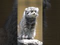 夏のグルーシャはほっそりです（旭山動物園　マヌルネコのグルーシャ）