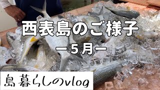 【西表島での日常】5月の島生活の様子をまとめました。 No.227