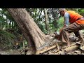 Cut down a leaning old teak tree with Husqvarna 395 XP chainsaw