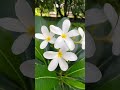 white champa flower champak plant champa champaplant viral shorts shortvideo trending yt