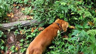 A day off relaxing with my dachshund. ダックスフンドとノンビリ過ごす休日。