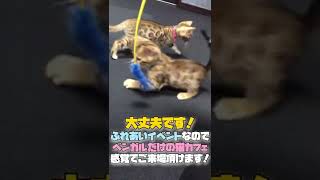 #リアルキャット #ベンガル #猫