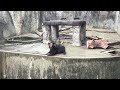 暑くてもなんとかなっているっぽいヒグマ（豊橋総合動植物公園／のんほいパーク） 2017年8月5日