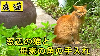 【庭猫】窓辺の猫と母屋の角の手入れ