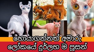 ලෝකයේ දුර්ලභම බළලුන් විශේෂ මෙන්න ! | Rarest Cat Breeds in the World | Awata