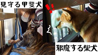 甲斐犬と柴犬の性格の違いが歴然！窓拭きしたらこうなりました！窓拭きしたらこうなりました。【甲斐犬・柴犬】