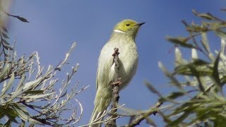 White-plumed Honeyeaters in Silky Oak Tree  🌳🐦