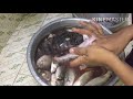 fish cleaning and making fish curry പൂളാൻ കണമ്പ് കരിഞ്ചൈ കരിമീൻ cleaning