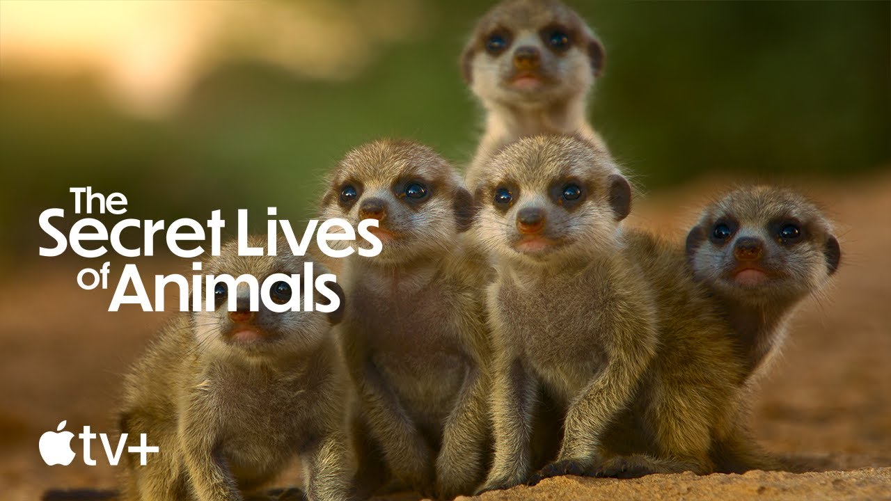 The Secret Lives Of Animals Official Trailer Apple Tv Youtube
