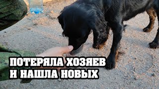 Брошенный в Мариуполе пес жил под танком