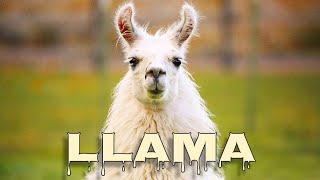 Llama sounds, llama noise