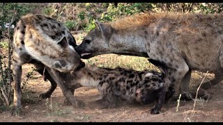 Hyenas fighting over mother's milk  🔊