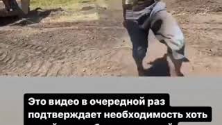 В Харькове солевая барышня бросилась под трактор