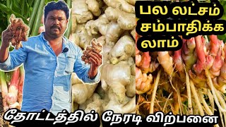 இஞ்சி தோட்டத்தில் நேரடி கொல்முதல் ginger wholesale direct former Mysore