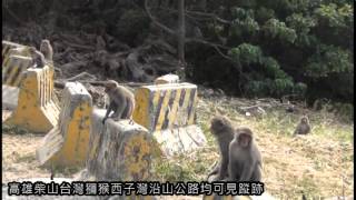 很角色時報20150224高雄柴山台灣獼猴西子灣沿山公路均可見蹤跡