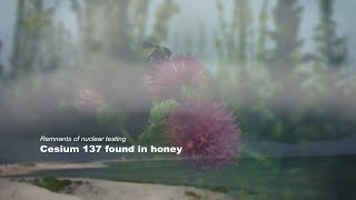 Remnants of nuclear testing: Cesium 137 found in honey