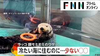 日本で3頭だけのラッコが顔をモミモミのワケは？　飼育員「脂肪少ないのでグルーミング」福岡