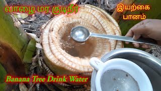 வாழை மர குடிநீர்/ Banana Tree Drink Water/Nila From Tamilnadu