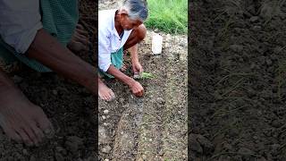 Planting Onion Seedlings #shorts