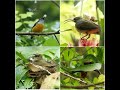 4 snakes in one tree. Thomson Nature Park 13 Jul 2024. Part 1. What birds did I spot?