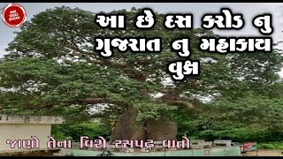 ૧૦ કરોડ રૂપિયા નું વૃક્ષ|100 Million Tree|Gheluzad|GanpatpuraA|Padra|Vadoadara|Gujrat|Vlog|Vijjurock