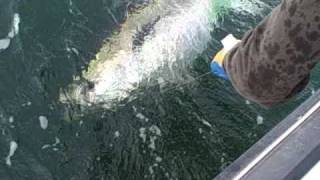 Bluefin Tuna Tag and Release Gloucester,Massachusetts Karen Lynn Charters