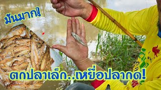 ตกปลาเล็ก🎣 ปลาน้อย🐬 ลงเป็นกิน..fc.ขอมาจัดให้ครับผม #ตกปลา #ตกปลาธรรมชาติ #ตกปลาซิว #ตกปลาตะเพียน