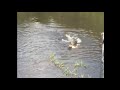 Dog Gets Eaten By Alligator While Swimming In Brazil River